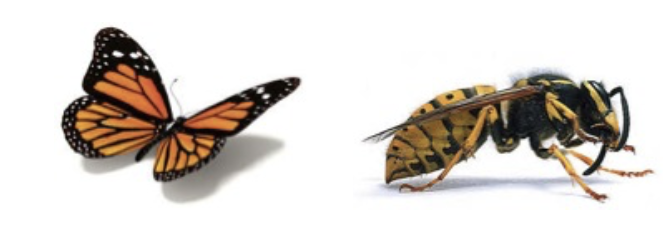 Kirby, J (June 2015) Hornets and Butterflies: How to Reduce Workload